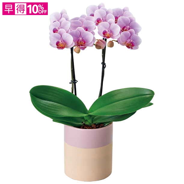 【母の日早得】椎名洋ラン園 ミディ胡蝶蘭「ココロ」2本立（SUSTEE付）【480871】 商品サムネイル