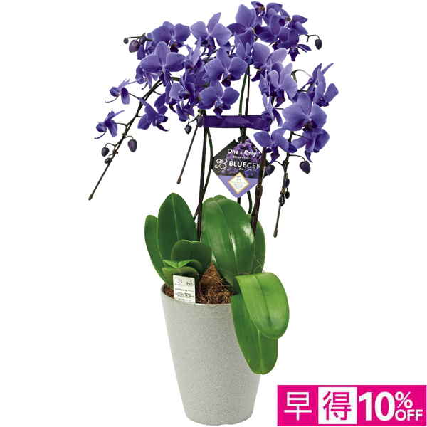 【早得12/10まで】石原産業 胡蝶蘭「BLUE GENE（ブルージーン）」3本立 【165255】【冬☆】 商品サムネイル