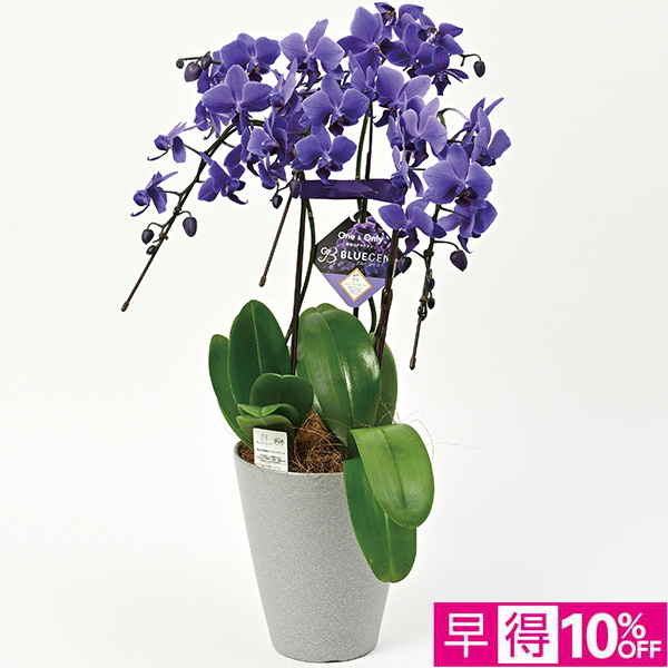 ◇【早得】[石原産業]胡蝶蘭「BLUE GENE（ブルージーン）」（SUStee付）3本立ち【150536】 商品サムネイル