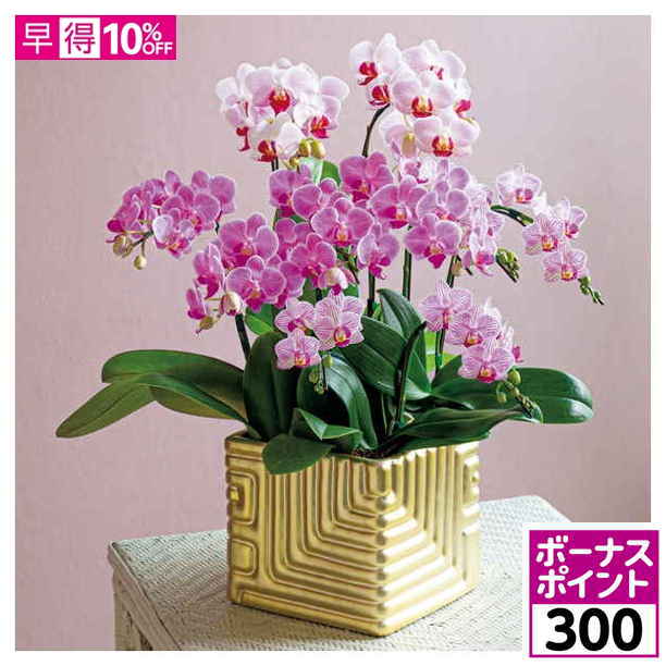 【300ボーナスポイント】【母の日早得】リーフ 胡蝶蘭10本立（SUSTEE付）【480862】 商品サムネイル