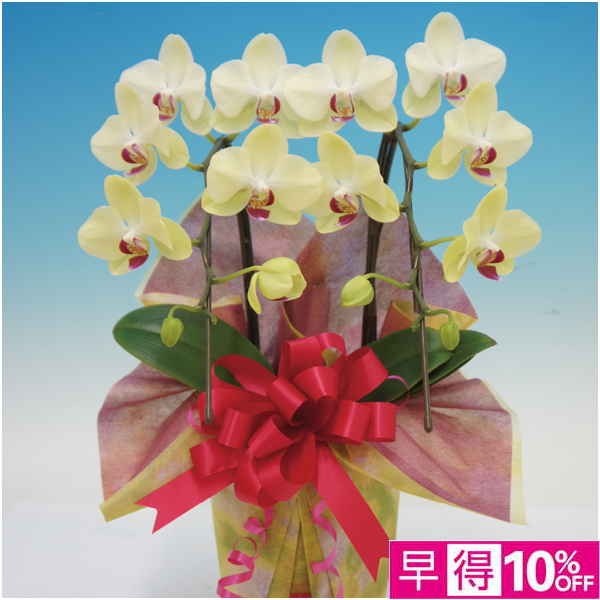 【母の日早得】マルイ洋蘭開発センター 輪胡蝶蘭2本立ち「フォーチュンザルツマン」（SUSTEE付）【484576】 商品サムネイル