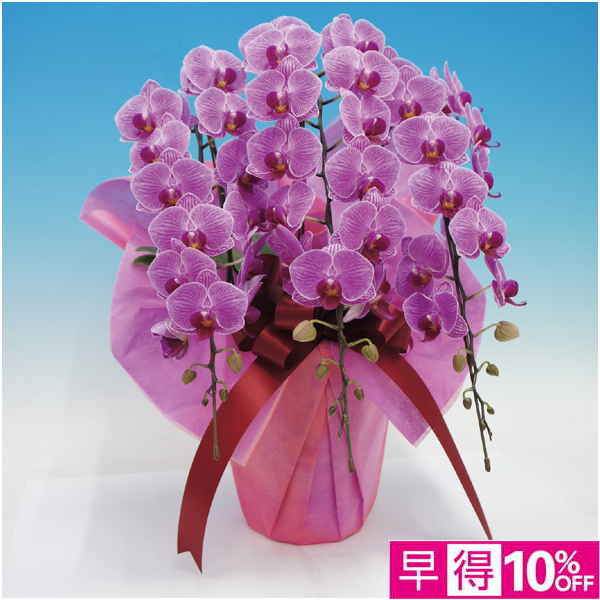 【母の日早得】マルイ洋蘭開発センター 中輪胡蝶蘭3本立ち「リリーローズ」（SUSTEE付）【484567】 商品サムネイル