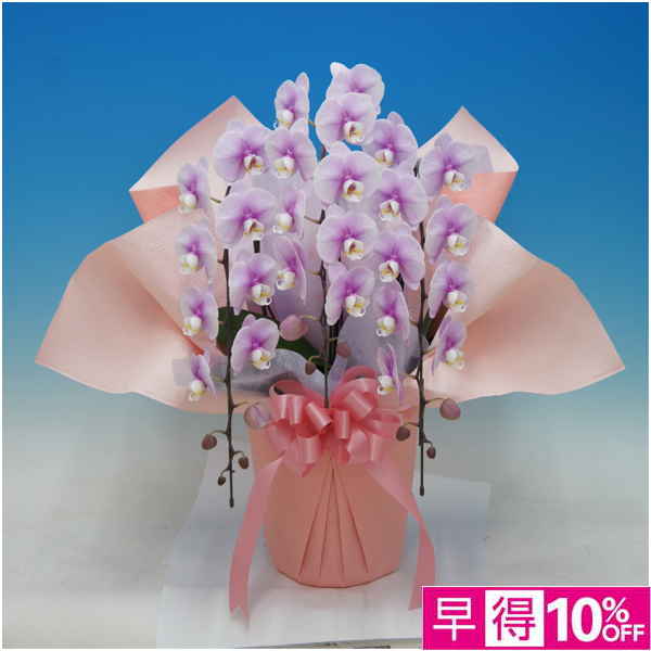 【母の日早得】マルイ洋蘭開発センター 中大輪胡蝶蘭3本立ち「クララ」（SUSTEE付）【484558】 商品サムネイル