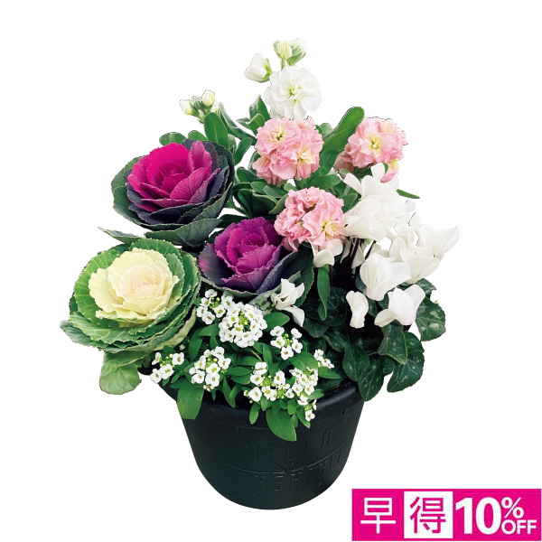 ☆【早得】花の海 冬の寄せ植え「小春日和」（SUStee付） 【129077】 商品サムネイル