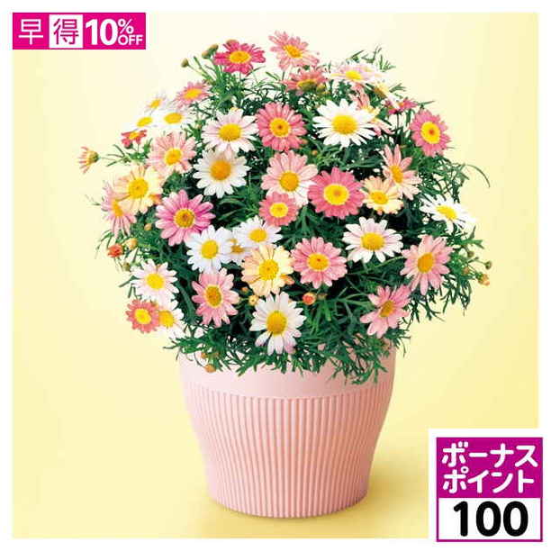 【100ボーナスポイント】【母の日早得】野田園芸 マーガレット「苺ミルク」（SUSTEE付）【481074】 商品サムネイル