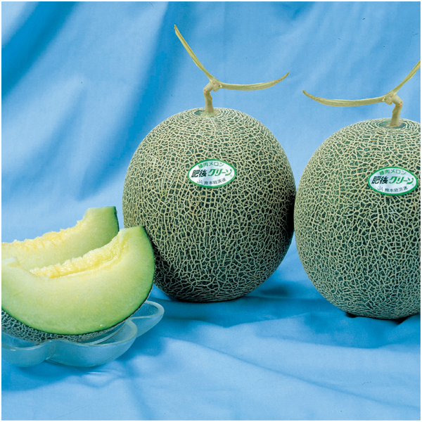 【父の日早得】熊本県産 肥後グリーンメロン【486510】 商品画像(1)