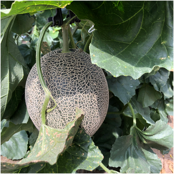 【父の日早得】熊本県産 肥後グリーンメロン【486510】 商品画像(2)