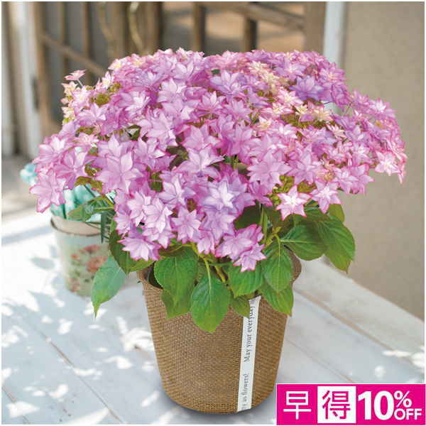 【母の日早得】日比谷花壇 あじさい「いろは」（SUSTEE付）【485210】 商品サムネイル