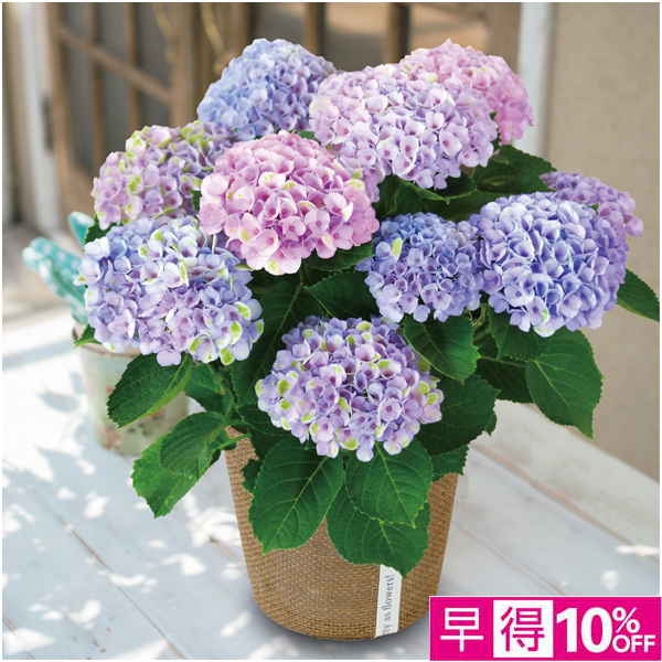 【母の日早得】日比谷花壇 あじさい「マジカルレボリューション」（SUSTEE付）【485247】 商品サムネイル