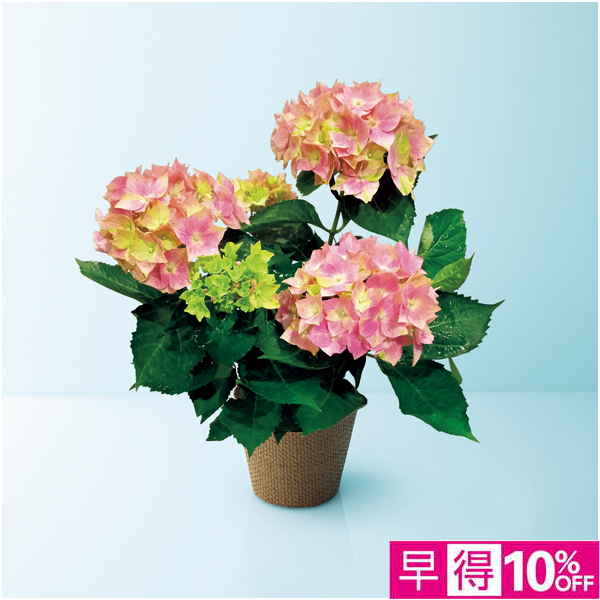 【母の日早得】日比谷花壇 あじさい「星がすり」ピンク（SUSTEE付）【485229】 商品サムネイル