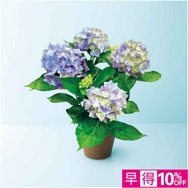 【母の日早得】日比谷花壇 あじさい「星がすり」ブルー（SUSTEE付）【485238】 商品サムネイル