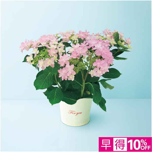 【母の日早得】日比谷花壇 あじさい「ダンスパーティー」ピンク（SUSTEE付）【485195】 商品サムネイル