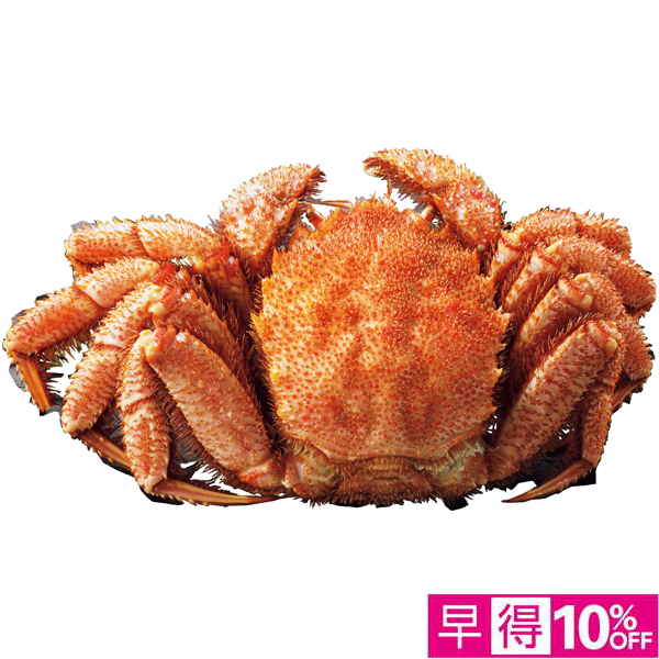 【早得12/10まで】北海道オホーツク海産 ボイル毛がに姿1尾（大）【冬】【033071】 商品サムネイル