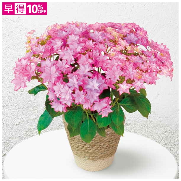 【母の日早得】日比谷花壇 あじさい「いろは」（SUSTEE付）【480835】 商品サムネイル