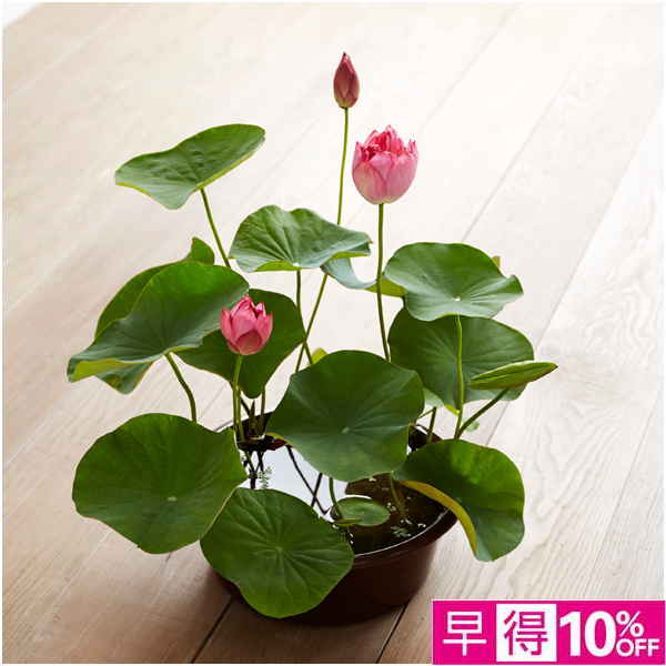 【父の日早得】日比谷花壇 茶碗蓮【487421】 商品サムネイル