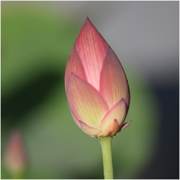 【父の日早得】日比谷花壇 茶碗蓮【487421】 商品画像(1)