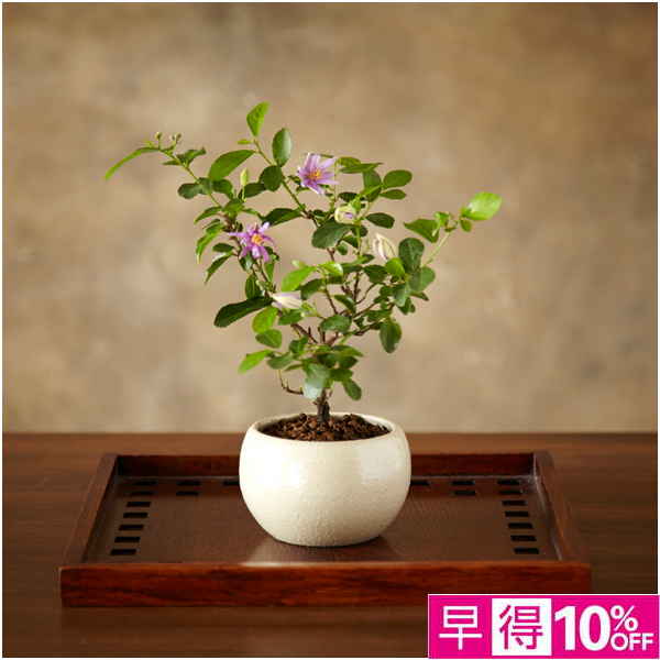 【父の日早得】日比谷花壇 睡蓮木盆栽【487412】 商品サムネイル