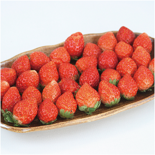 【母の日早得】宮城県産 母の日いちご(とちおとめ)【483522】 商品画像(1)