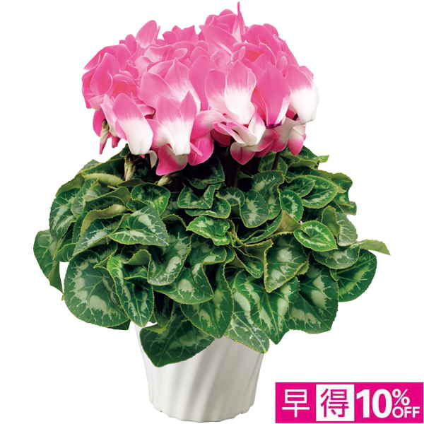 【早得12/10まで】タカハシプランテーション シクラメン6号「フュージョンラージ」ネオンピンク【冬】【146010】 商品サムネイル