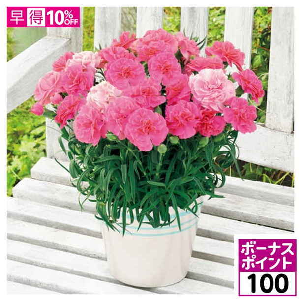 【100ボーナスポイント】【母の日早得】タカハシプランテーション カーネーション「ひなあられ」【480729】 商品サムネイル