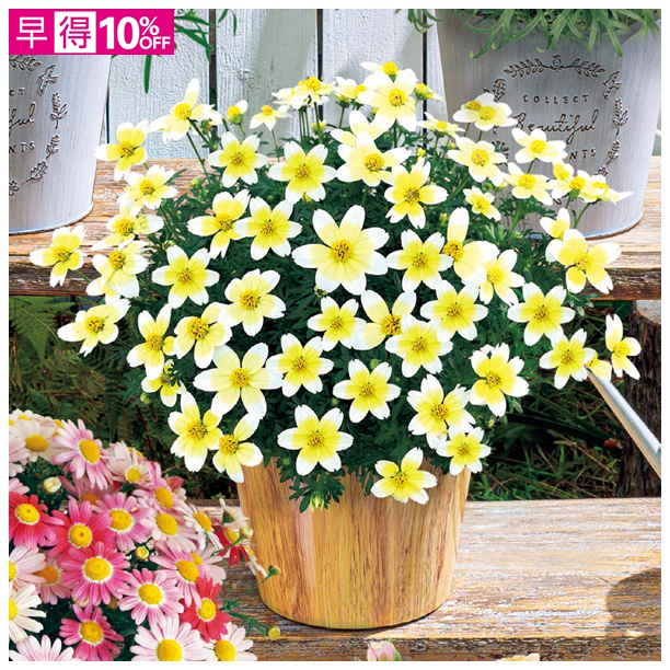 【母の日早得】タカハシプランテーション ビデンス「レモンシロップ」（SUSTEE付）【480969】 商品サムネイル