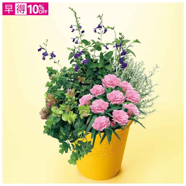 【母の日早得】タカハシプランテーション ガーデンカーネーションとハーブの寄せ植え（SUSTEE付）【481010】 商品サムネイル