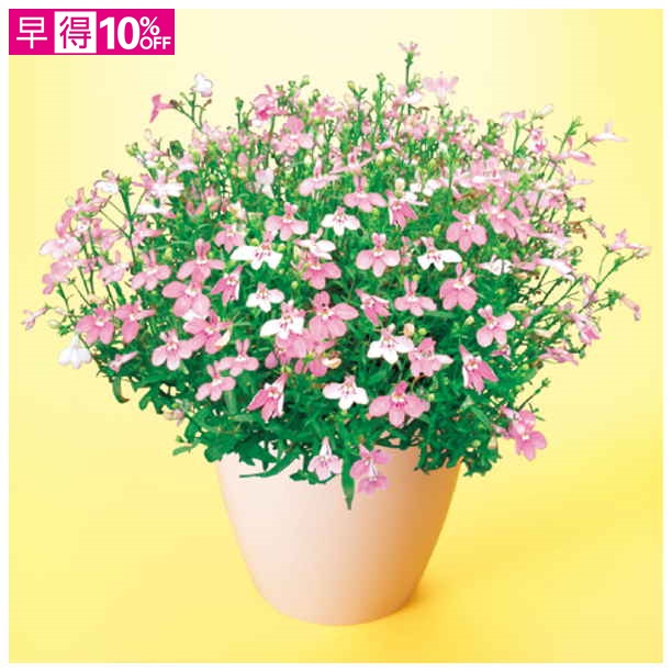 【母の日早得】タカハシプランテーション ロベリア「アーリースプリング」（SUSTEE付）【481001】 商品サムネイル