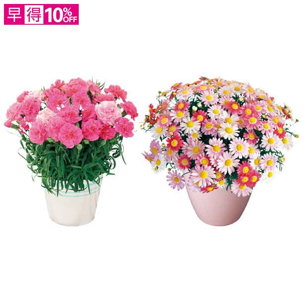 【母の日早得】カーネーション「ひなあられ」&マーガレット「ストロベリーホイップ」（SUSTEE付）【480747】 商品サムネイル
