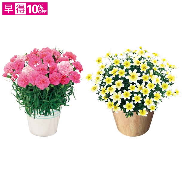 【母の日早得】カーネーション「ひなあられ」×ビデンス「レモンシロップ」（SUSTEE付）【480756】 商品サムネイル