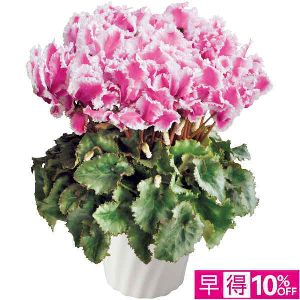 【早得12/10まで】タカハシプランテーション シクラメン「ロマネパープル」（SUSTEE付） 【165112】【冬☆】 商品サムネイル