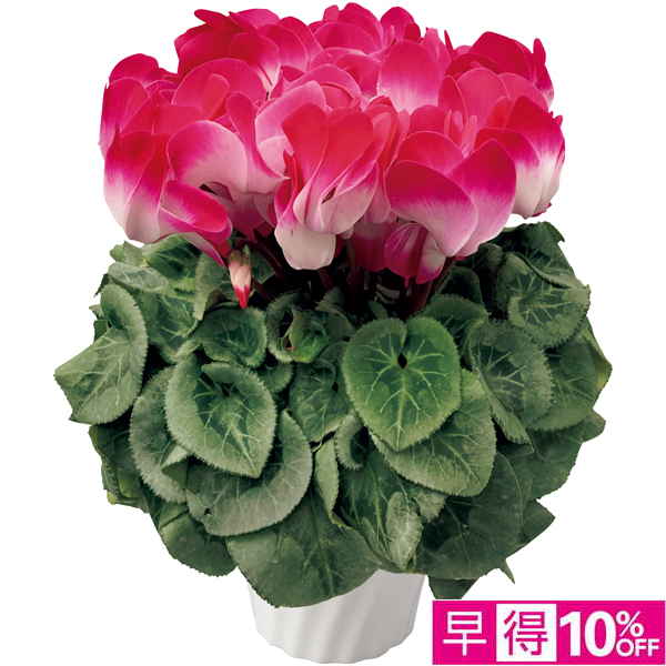 【早得12/10まで】タカハシプランテーション シクラメン「オルニス」レッド（SUSTEE付） 【165185】【冬☆】 商品サムネイル