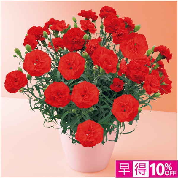 【母の日早得】タカハシプランテーション カーネーション「カンタービレ」（SUSTEE付）【480321】 商品サムネイル