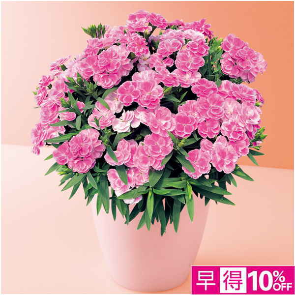 【母の日早得】タカハシプランテーション カーネーション「スイーツ・ライラック」（SUSTEE付）【480330】 商品サムネイル