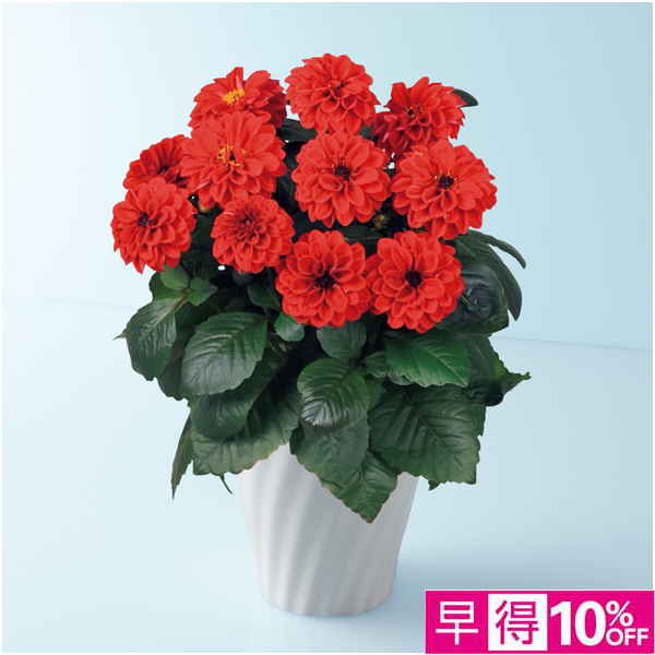 【母の日早得】タカハシプランテーション 大輪銅葉ダリア「テンプテーション」レッド（SUSTEE付）【480729】 商品サムネイル