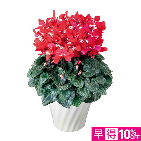 ☆【早得】タカハシプランテーション シクラメン「ジックス」レッド 6号（SUStee付） 【129013】 商品サムネイル