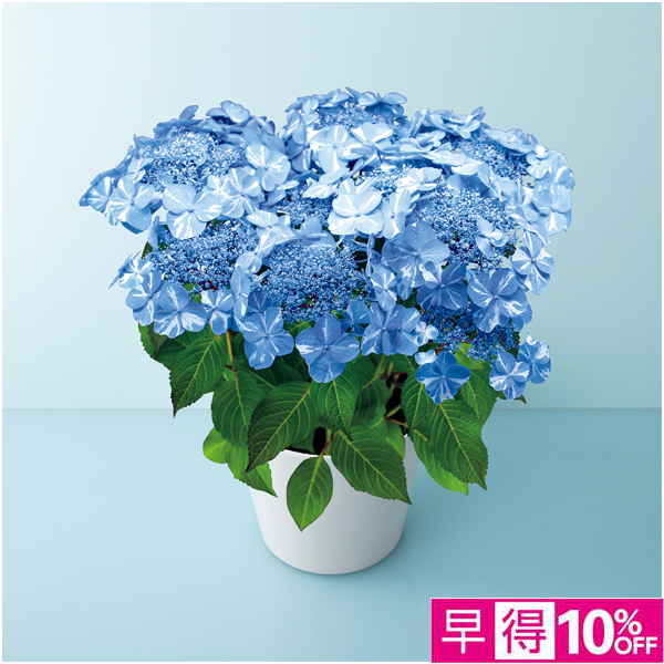 【母の日早得】宮崎園芸 あじさい「サニーデイズ」（SUSTEE付）【485104】 商品サムネイル