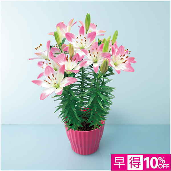 【母の日早得】HANAMICHI ユリ「シュガーラブ」（SUSTEE付）【485131】 商品サムネイル