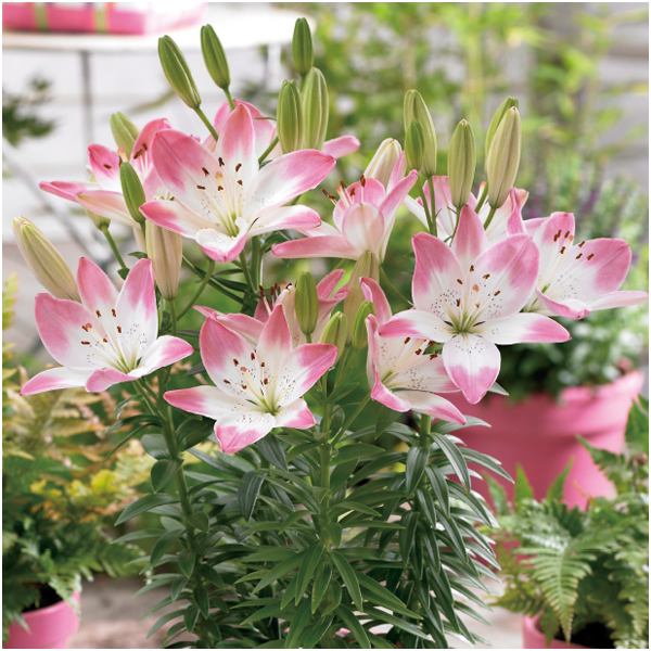 【母の日早得】HANAMICHI ユリ「シュガーラブ」(SUSTEE付)【485131】 商品画像(1)