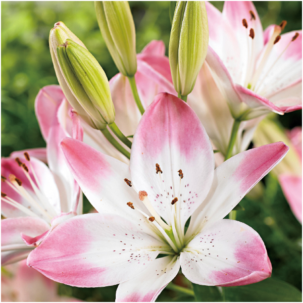 【母の日早得】HANAMICHI ユリ「シュガーラブ」(SUSTEE付)【485131】 商品画像(2)