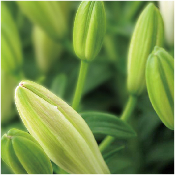 【母の日早得】HANAMICHI ユリ「シュガーラブ」(SUSTEE付)【485131】 商品画像(3)