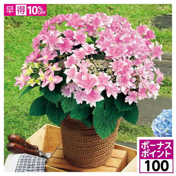 【100ボーナスポイント】【母の日早得】愛花園 あじさい「フロリア」（SUSTEE付）【480808】 商品サムネイル