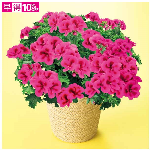 【母の日早得】多田園芸 ぺラルゴニウム「ピンクウィズアイ」（SUSTEE付）【481056】 商品サムネイル