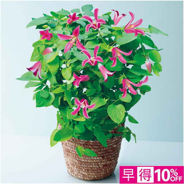 【母の日早得】フローラハシモト クレマチス「プリンセスダイアナ」（SUSTEE付）【480747】 商品サムネイル