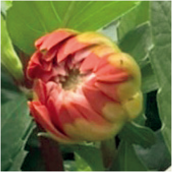 【母の日早得】矢祭園芸 ダリア「グランデ・キャラメル」(SUSTEE付)【480677】 商品画像(1)