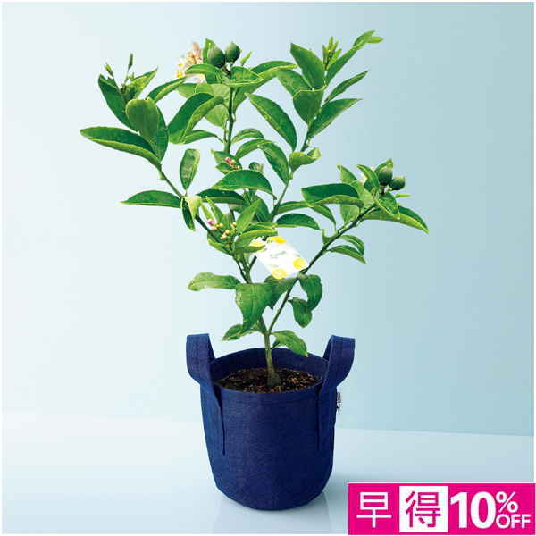 【父の日早得】水澤園芸 レモンの木「サイパン」（SUSTEE付）【482277】 商品サムネイル