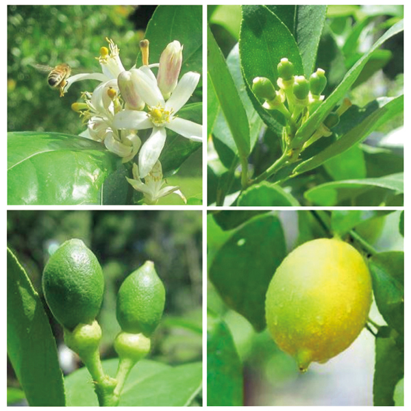 【父の日早得】水澤園芸 レモンの木「サイパン」(SUSTEE付)【482277】 商品画像(1)