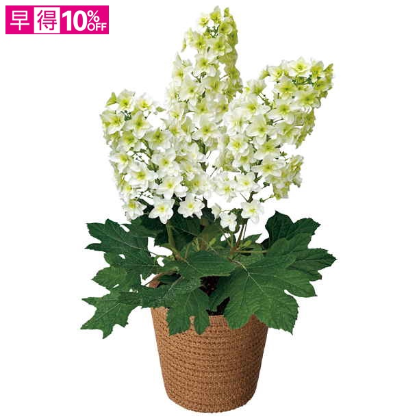 【母の日早得】奈っ花園 かしわばあじさい「スノーフレーク」（SUSTEE付）【480844】 商品サムネイル