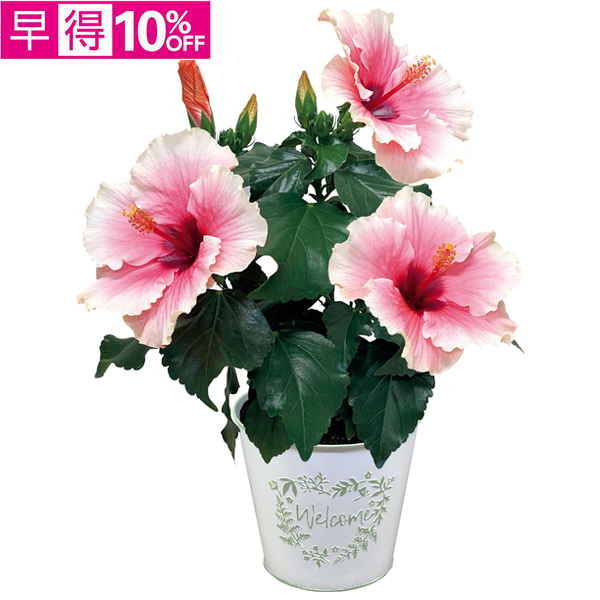 【母の日早得】紅和園 ブルーハイビスカス「ロングライフ・ケイト」（SUSTEE付）【481108】 商品サムネイル