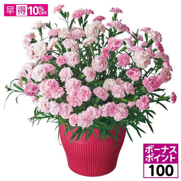 【100ボーナスポイント】【母の日早得】矢祭園芸 香りのカーネーション「バンビーノ」（SUSTEE付）【480765】 商品サムネイル