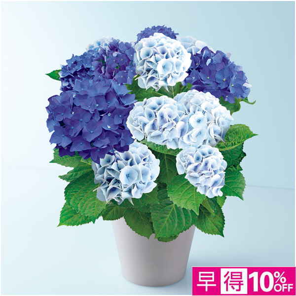 【母の日早得】緑海園芸 あじさい「2色植え」（SUSTEE付）【480668】 商品サムネイル